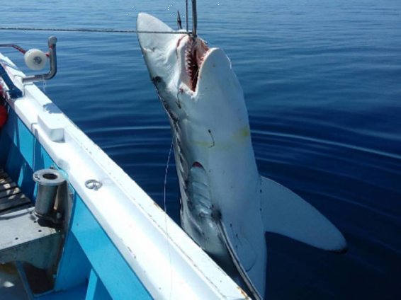 Հույն ձկնորսները Էգեյան ծովում 7-մետրանոց շնաձուկ են բռնել