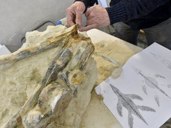 Ֆրանսիայում գտել են հազվագյուտ ծովային սողունի մնացորդներ