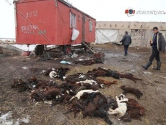 Բեռնատար գնացքը հարվածել է հոտին. սատկել է 75 գառ եւ ոչխար