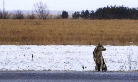 Ռուսաստանի օդանավակայաններից մեկում շունն արդեն 1 շաբաթ սպասում է տիրոջ վերադարձին