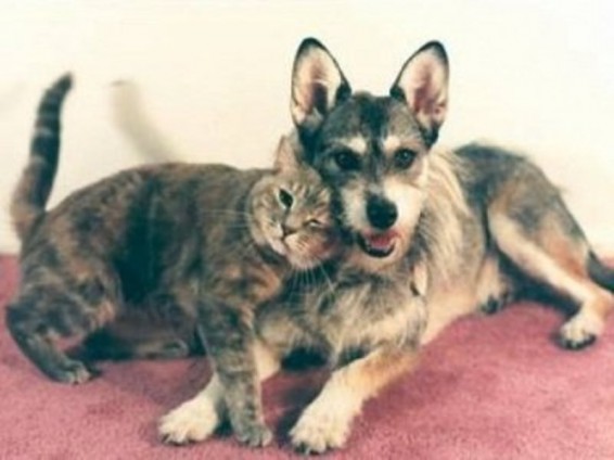 Կատուներին ատող 83-ամյա կանադացին մահվանից հետո ապաստարանին 275 հազար դոլար է թողել