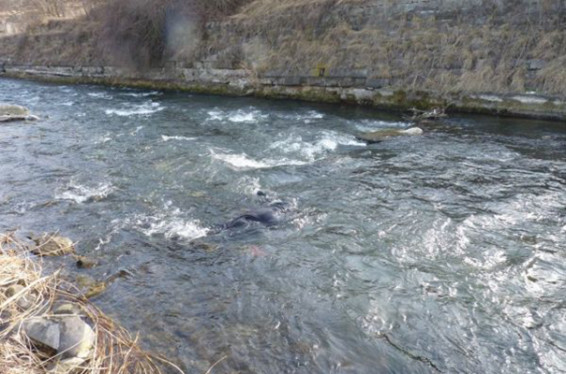 Սյունիքում կորել է քաղաքացի, ենթադրվում է, որ ընկել է գետը. ահազանգ ԱԻՆ–ում