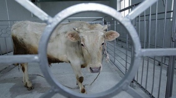 Հանրապետության ամբողջ տարածքում անհրաժեշտ է ստեղծել սպանդանոցների ստեղծման հնարավորություններ