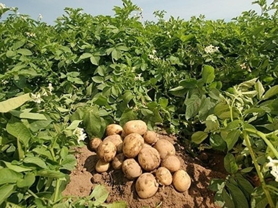 Վաղվանից Մարտակերտում կսկսվի բերքահավաքը. Ձեռնարկվել են հակահրդեհային միջոցներ