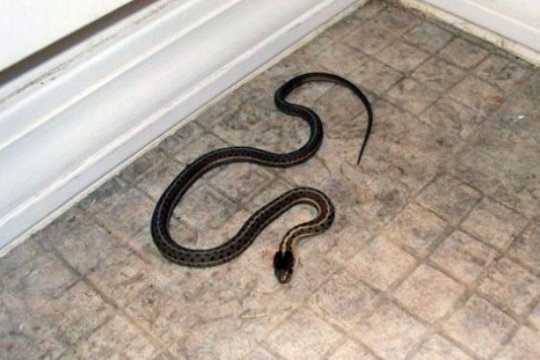 Տների բակերում օձեր են հայտնաբերվել և վնասազերծվել