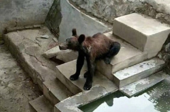 Չինաստանի կենդանաբանական այգում դուրս ցցված ոսկորներով արջն առաջացրել է օգտատերերի զայրույթը