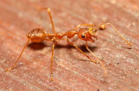 Ճապոնիայում մահացու վտանգավոր մրջյուններ են հայտնաբերել Հարավային Ամերիկայից