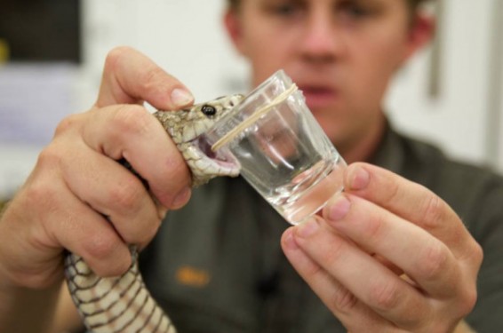 ՀՀ բժշկական կազմակերպություններն ապահովված են օձի հակաթույնով. ԱՆ