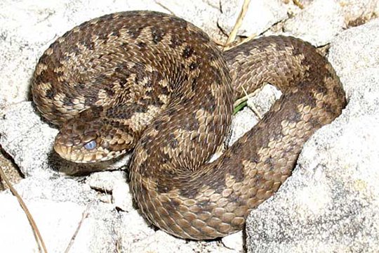 Օձ՝ Դավիթաշենի հանրակացարանում