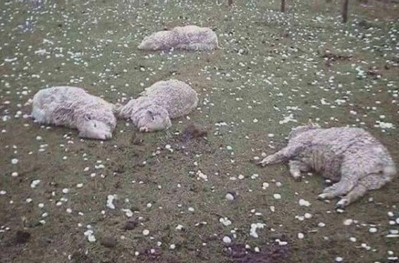 В Испании гигантским градом убило овец