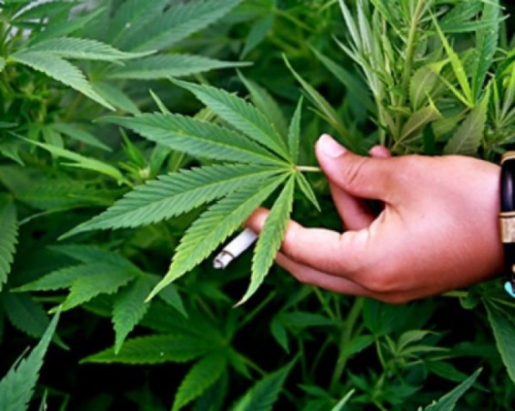 Ուրուգվայում սկսվել է մարիխուանայի օրինական վաճառքը