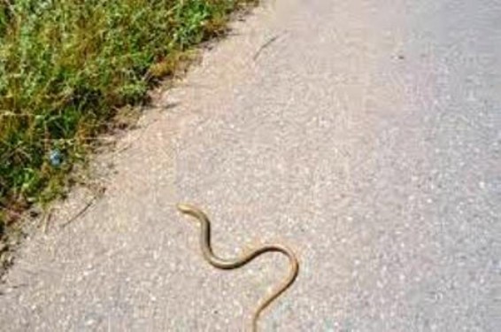 Հայտնաբերվել է իժ և գյուրզա տեսակի օձեր