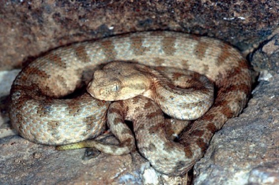 Երևանում օձ է հայտնաբերվել