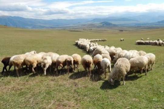 Արցախի Նոր Կարմիրավան գյուղի բնակիչն անասունները տարել է արոտավայր և այլևս չի վերադարձել