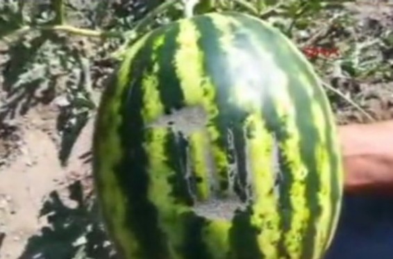 Թուրք գյուղացին ենթադրել է, որ աճեցրած ձմերուկի վրա արաբերեն «Ալլահ» է գրված, և որոշել է այն նվիրել Էրդողանին