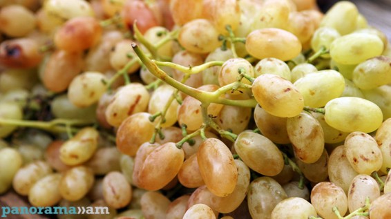 Սկսվում է խաղողի վաղահաս սորտերի բերքի մթերումների գործընթացը