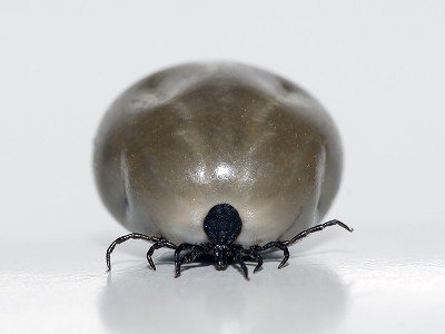 Ճապոնացի պաշտոնյան ներողություն է խնդրել պոտենցիալ վտանգավոր տիզին կորցնելու համար